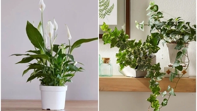 7 typer planter, der absorberer fugt godt, velegnede til placering på badeværelset.