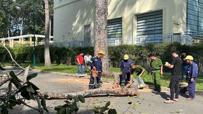 Ho Chi Minh City gennemgår og fælder træer, der er i fare for at vælte.