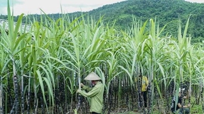 Việt Nam gia hạn áp thuế chống bán phá giá đường mía Thái Lan đến năm 2031
