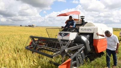 Pertanian padi di Kuba: Hamparan luas sawah keemasan membentang di cakrawala, siap panen.
