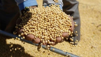 Cash flow is concentrated on legume-based commodities despite increased selling pressure.