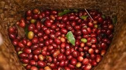 A kávéárak ma, 2026. június 5-én meredeken estek a Közép-felföldön, az Arabica ára 19 hónapos mélypontra esett.