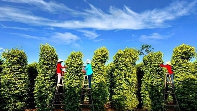 A paprika ára ma, június 5-én ismét emelkedett, átlépve a 140 000 VND/kg-os határt a hazai piacon.