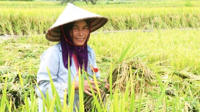Nhộn nhịp mùa gặt ở vùng biên Tuyên Quang