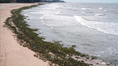 Pela primeira vez, a praia de Ho Tram está coberta de aguapés e detritos marinhos.