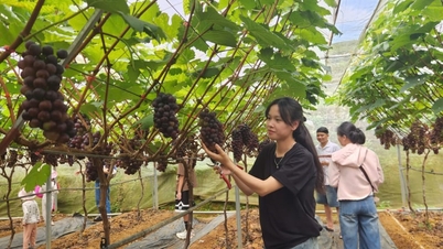 Di kawasan perumahan Lai Chau, anda boleh bersiar-siar di taman yang indah ini, mengagumi tandan anggur, dan mengambil gambar dengan kedalaman medan 101%.