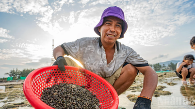 [Foto] Com a maré baixando, as pessoas acorrem a uma praia singular em Khanh Hoa para vivenciar a colheita de frutos do mar.