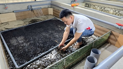 Rời phố về quê, trai làng Quảng Trị nuôi con vật này dày đặc, chưa từng bị "quá lứa"