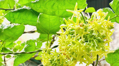 জুঁই ফুলের অনেক আশ্চর্যজনক ব্যবহার রয়েছে, কিন্তু ৫টি গোষ্ঠীর মানুষের এটি খাওয়া এড়িয়ে চলা উচিত।
