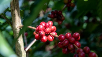 Harga komoditi pertanian pada 6 Jun: Lada pulih, kopi terus menjunam.