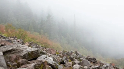 Eine ganze „lebendige Welt“ wurde im Nebel entdeckt.