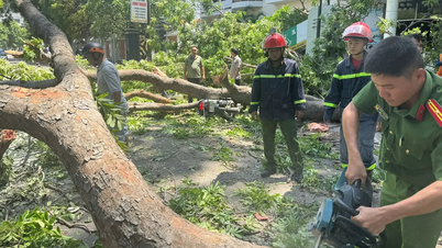 Khanh Hoa: Dahan pokok patah dan tumbang, mencederakan penunggang motosikal dengan serius.