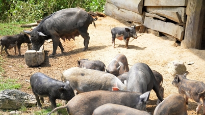 Die Preise für schwarze Schweine in der westlichen Provinz Nghe An erreichen einen Höchststand von 220.000 VND/kg.
