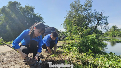 Para pemuda di Vinh Long menanam 1.000 pohon bakau untuk mencegah erosi tepi sungai.
