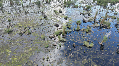 Az U Minh Ha Nemzeti Park központi területén több száz hektárnyi erdő pusztul.