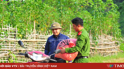 Lai Chau: Menuai 'tuaian emas' bersama penduduk tanah tinggi.