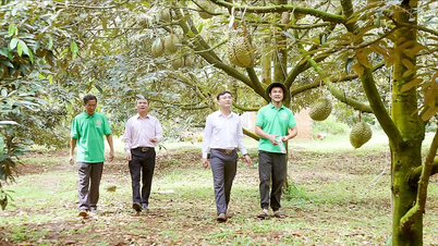 Petani memasuki era digital - Bagian 1: Dari ladang ke ruang digital