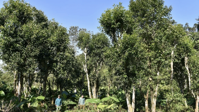 Hutan purba ini terletak 170 km dari pusat provinsi Phu Tho (dahulu provinsi Hoa Binh). Bagaimana cara melestarikannya agar dapat membantu kesejahteraan masyarakat setempat?