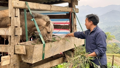 Mengembangkan peternakan untuk menciptakan mata pencaharian berkelanjutan di daerah pegunungan.
