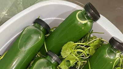 Beber suco de centelha asiática é muito bom para a saúde, mas é incompatível com três grupos de pessoas.