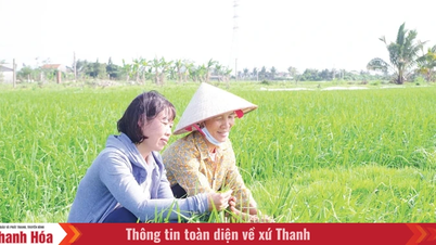 Inovasi varietas padi untuk meningkatkan nilai produksi.