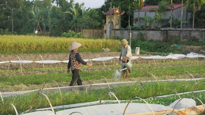 Untuk mengurangi kerusakan tanaman akibat gelombang panas
