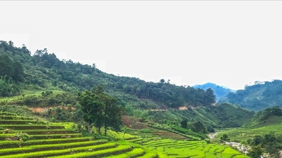 Kesulitan hidup di sawah bertingkat.
