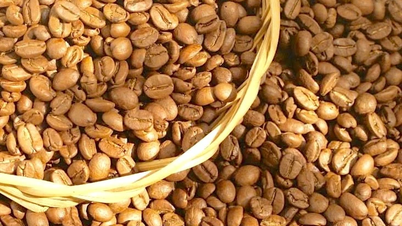 Pada tanggal 7 Juni, harga kopi turun lagi sebesar 600 VND/kg.