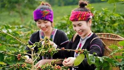 Khe Sanh, cà phê Arabica và miền đất quả vàng