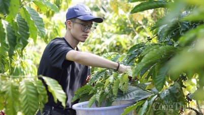 Giá cà phê hôm nay 7/6/2026: Dao động quanh mốc 85.000 đồng/kg