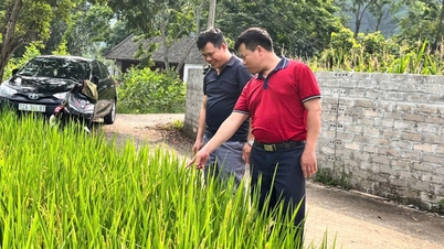 Las variedades de arroz japonés, una "novedad" en los arrozales de la provincia de Lang Son, han transformado la aprensión inicial de los agricultores en una gran expectación ante la llegada de la cosecha.