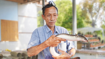 Membangun bisnis bernilai jutaan dolar dengan membudidayakan belut menggunakan mikroorganisme.