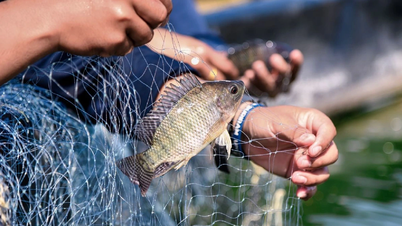 Ikan nila, 'bintang baru' industri akuakultur, khawatir akan ditegur oleh Brasil.