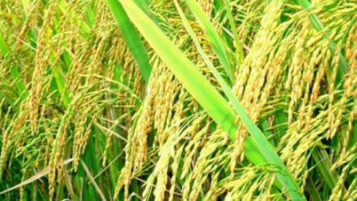 ২০২৬ সালের প্রথম পাঁচ মাসে সর্বাধিক পরিমাণে ভিয়েতনামি চাল ক্রয় করা সত্ত্বেও, ভিয়েতনাম বিশ্বের বৃহত্তম চাল আমদানিকারক দেশ হিসেবেই রয়ে গেছে।