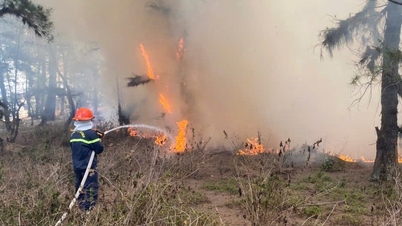 Kebakaran hutan lindung pantai terjadi saat gelombang panas mencapai puncaknya di Quang Ngai.