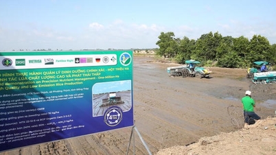 Mô hình liên kết canh tác lúa chất lượng cao, phát thải thấp