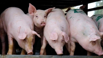 6月8日の豚肉価格：南部地域では引き続き下落傾向が続く。