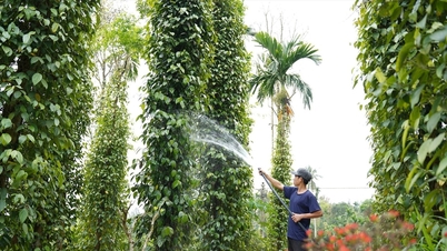 Peluang baru untuk lada Tien Phuoc.