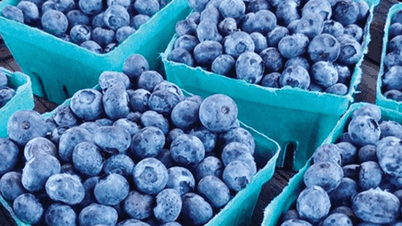 Latin America dominates the global blueberry market thanks to strategies from Peru, Mexico, and Chile.