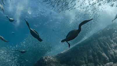 Why does the world dedicate a day to celebrating the ocean?