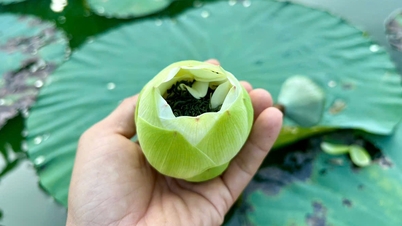 Visit Bong Lai Island to enjoy tea and savor delicious dishes made from Hue lotus.