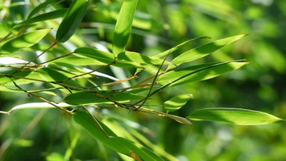 Será que o chá de folhas de bambu faz bem para pessoas com pressão alta?