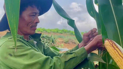 Growing biomass corn brings huge profits to farmers.