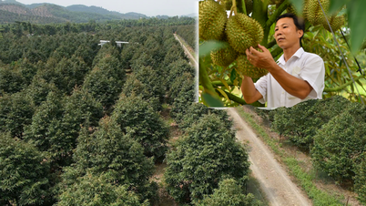 Permasalahan yang terus-menerus dihadapi industri durian.