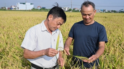 Rộn ràng lúa giảm phát thải