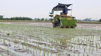 Hà Tĩnh mở rộng diện tích lúa áp dụng SRI tại 14 xã, phường