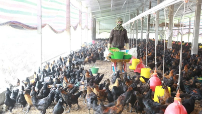 Pria yang memelihara ribuan ayam hitam di Da Chong