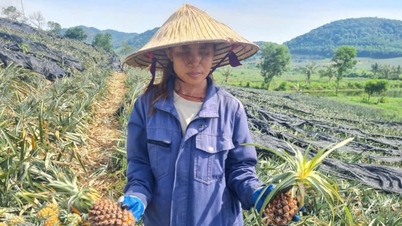 Buah-buahan manis berubah menjadi pahit di ladang nanas.
