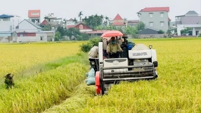 Hasil panen padi musim semi tinggi, tetapi harganya turun.
