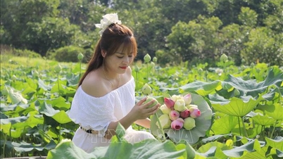 Las vibrantes flores de loto del verano abren nuevas vías para el desarrollo turístico en Viet Hong.